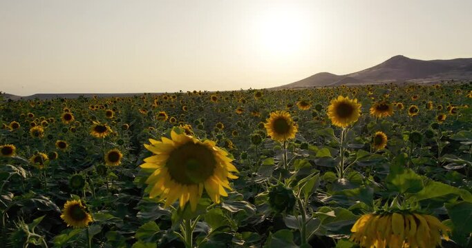 Vibrant sunflower field in sunset, aerial view