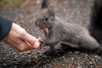 What do you have there: a cute squirrel leaning on a person's hand checking if there is food there. Feeding from my hand