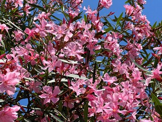 Pink flowers oleander nerium bush 
