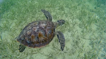 Fotobehang Loggerhead sea turtle seen from above swimming along the sea floor off the coast of Key West, Florida, USA © Timothy