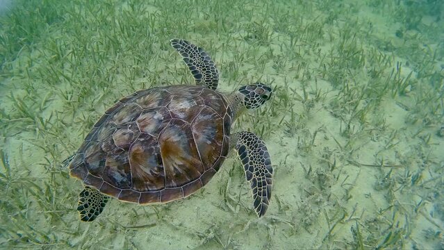 Loggerhead sea turtle seen from above swimming along the sea floor off the coast of Key West, Florida, USA