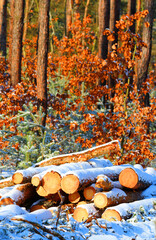 Timber in snowy forest. Firewood is a sustainable source of energy. Forestry in winter. - 713432849