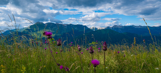 Header with violet alpine wildflowers and mountain chain