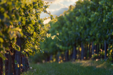 Grape vine on the sunny vineyard in Vipava valley