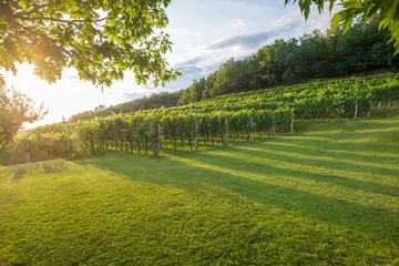 Foto op Plexiglas Picturesque vineyard in Vipava valley, Slovenia. © Mny-Jhee