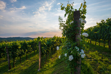 Fototapeta na wymiar Picturesque vineyards in Vipava valley, Slovenia.