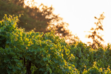 Grape vine at the sunset