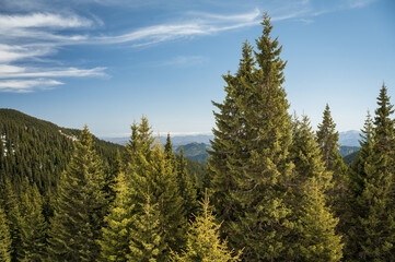 Winter pine trees high in the mountains