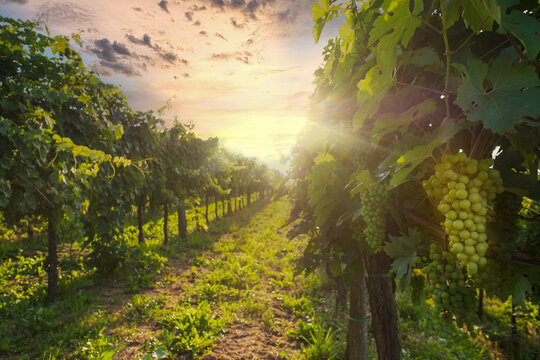Ripening grapes on the vineyard at the sunset.