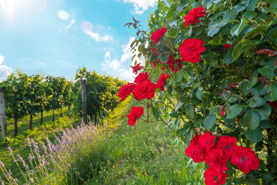 Red roses on the vineyard in Vipava valley, Slovenia.