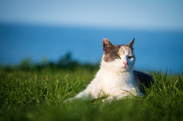Portrait of a cat, relaxing in the grass with the sun shining on it and the sea in the background