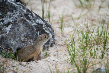 Naklejka na ściany i meble A ground squirrel, or gopher going out of its hideout and looking for danger