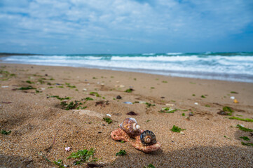 Close up shot of a hard shell sea snail laying on the sand at the beach with the sea as background