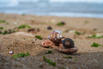 Macro shot of a hard shell sea snail laying on the sand at the beach with the sea as background