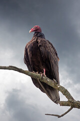 Turkey Vulture Waiting for the Storm