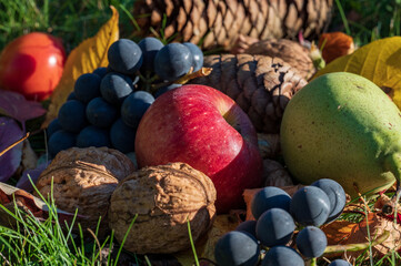 Macro shot of autumn harvest: fruits, pear, apple, grapes, nuts and a pine cone