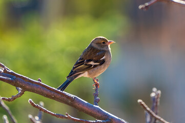 Fototapeta premium A spring sparrow taking all the heat from the sun