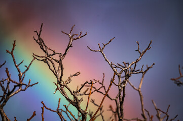 Fototapeta na wymiar Unique Tree branches with the rainbow in the background