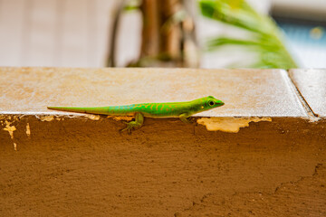 Kleiner Seychellen Tag-Gecko - seychelles small day gecko - grüner gecko - green gecko