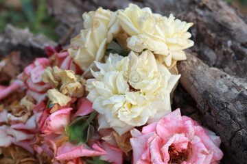 Rosas marchitas de color rosas y blancas sobre tronco de madera 