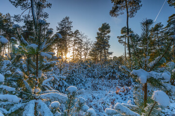 Saison d'hiver sur les forêts en France - 713439409