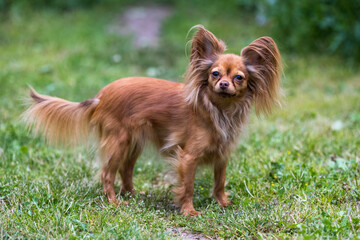 Close-up portrait of a cute red Russian Longhair Toy Terrier playing in the grass. Copy space
