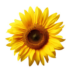 Close Up: Yellow Flower of the Sunflower Variety, Isolated on Transparent Background, PNG