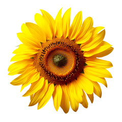 Sunflower, a Close up of the Yellow Flower, Isolated on Transparent Background, PNG