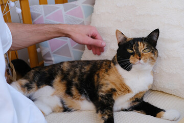 positive young man plays with domestic tortoiseshell, chimera cat, stroking four-legged pet,...