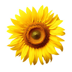 Flower Close Up: A Yellow Sunflower, Isolated on Transparent Background, PNG
