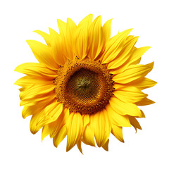Close up of a Yellow Sunflower Flower, Isolated on Transparent Background, PNG