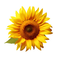 Yellow Sunflower: A Close-Up Flower View, Isolated on Transparent Background, PNG