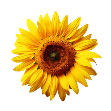 A Close-Up View of a Yellow Sunflower Flower, Isolated on Transparent Background, PNG