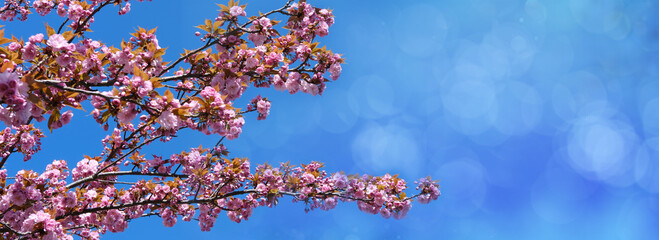 floral spring abstract nature panorama background, pink Cherry blooming branches with soft focus on...