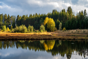 Morning sun at the mountain lake with grass and pine trees