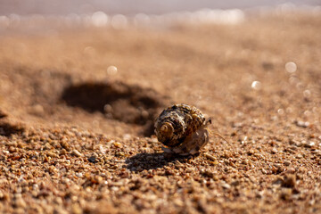 Hermit Crab on beach