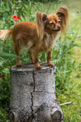 Close-up portrait of a cute red Russian Longhaired Toy Terrier sitting on a tree stump. 