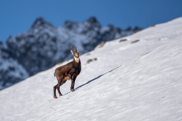 Alpine chamois (Rupicapra rupicapra) standing on a steep snowy slope in amazing winter landscape...