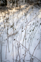 Zima Winter Natura