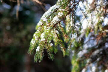 Zima Winter Natura © Magdalena