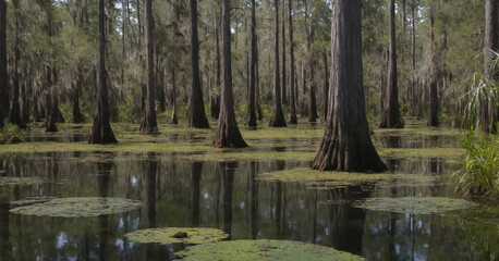 A captivating summer landscape of the Okefenokee Swamp with dark, swampy waters reflecting the lush greenery of cypress trees.