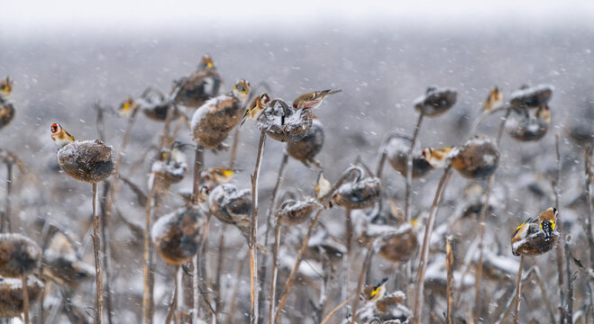 Flocks of various birds eating sunflower seeds on a sunflower field abandoned for winter and covered with snow