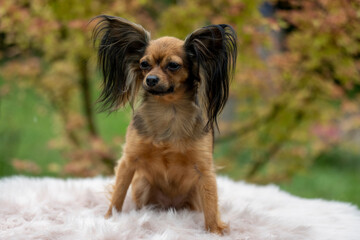 Russian Toy Terrier in the autumn forest. Dog breed russian toy terrier on a blurred background in sunny weather.  Red-haired toy terrier. Little dog portrait. Outdoor.