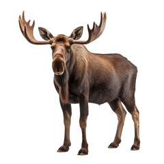 Majestic Moose: Isolated on Transparent and white background. Generative ai