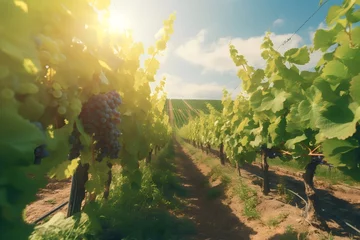 Papier peint photo Vignoble The grape fields in the hills are starting to grow grapes  © Denisa