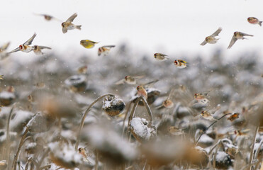 Flocks of various birds eating sunflower seeds on a sunflower field abandoned for winter and covered with snow