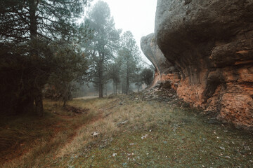 path through the forest, Cuenca, La Mancha, Spain