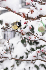 Great tit bird sitting on flowering bush on a snowy winter day 