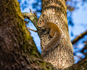 Squirrel