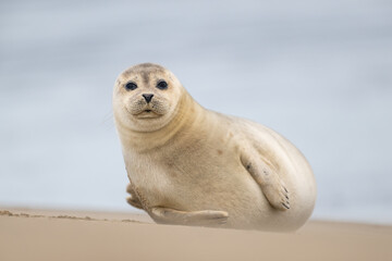 Harbor Seal (Phoca vitulina) in natural environment on the beach of The Netherlands. Wildlife.